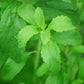 Pack 3 turrones (Stevia) 450 g. - TURRODIET