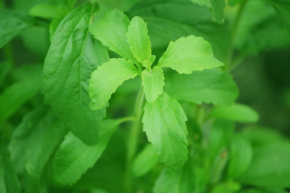 Pack 3 turrones (Stevia) 450 g. - TURRODIET