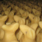 Perritos de Mazapán, 250g